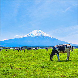 ふるさと納税